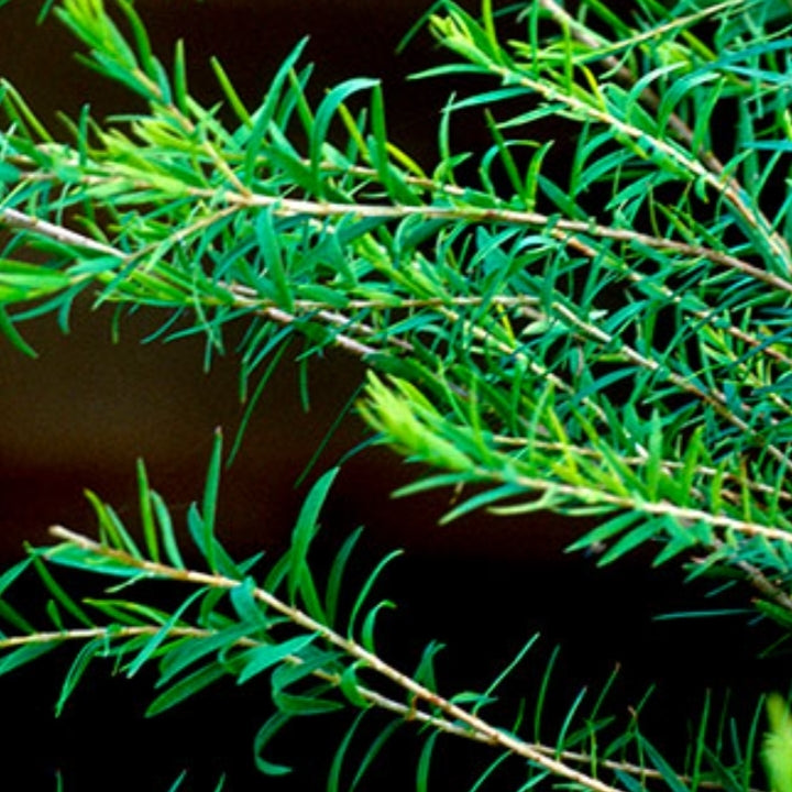 Tea Tree AAA essential oil