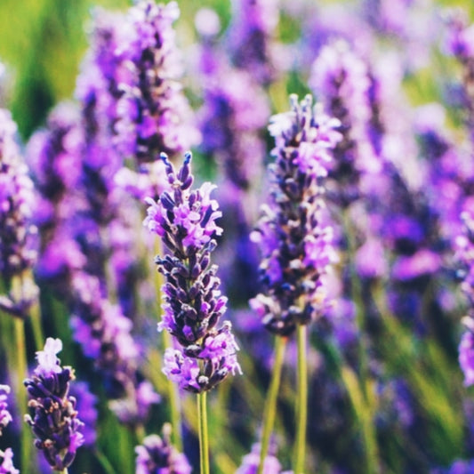 Lavender oil